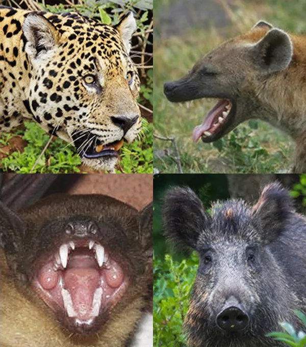 En jaguar, hyena, fladdermus och ett vildsvin. Fotokollage.