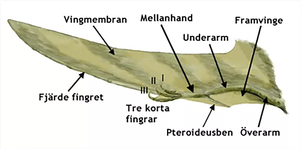 Flygödlevinge med vingmembran, mellanhand, underarm, framvinge, överarm, pteroideusben, 3 korta fingrar och fjärde fingret utmärkta. Illustration.