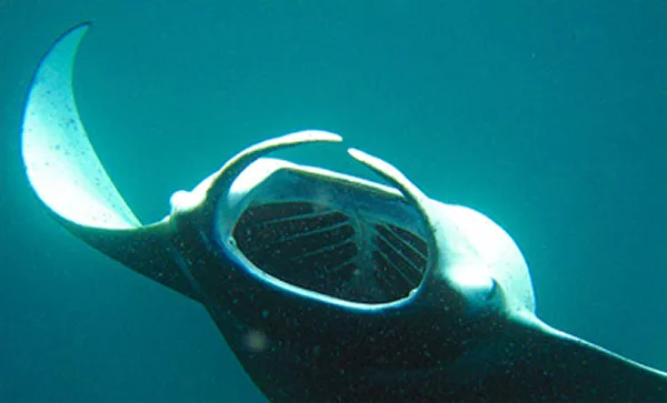 En stor simmande rocka med öppen mun. Foto.