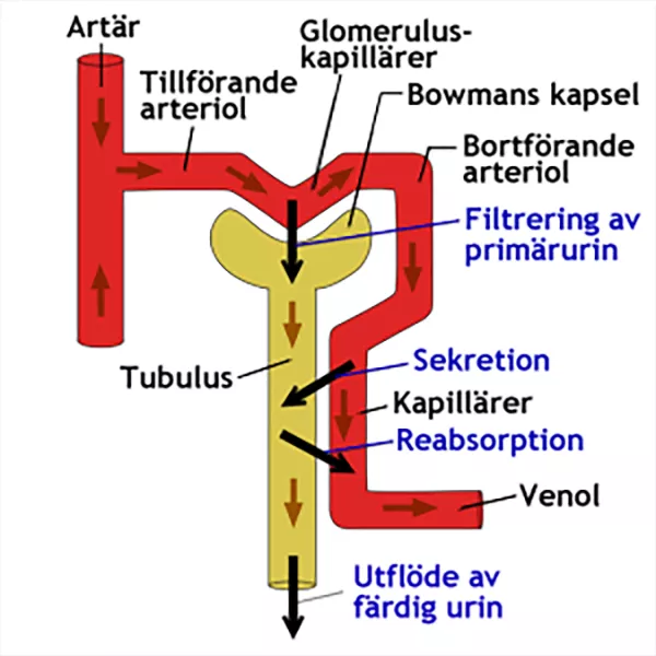 En illustration över flöden i njuren.