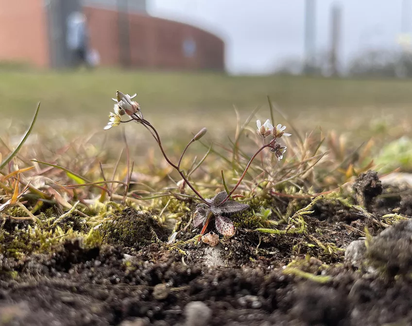 Närbild på en liten vit blomma på marken. Foto.