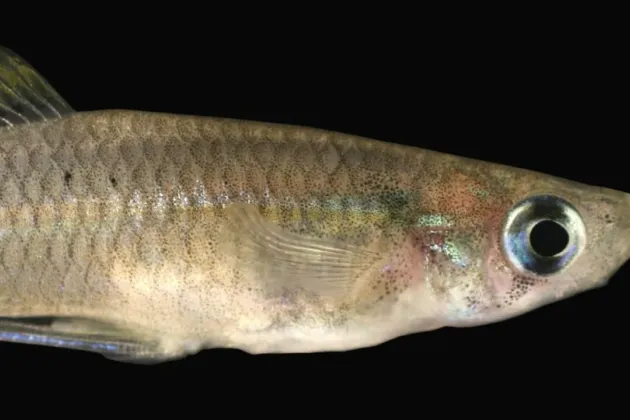 Närbild på en fisk. Foto.