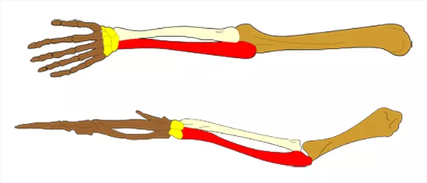 En arm och en vinge, båda skelett. Illustration.