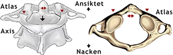 2 bilder av nackkotor från en människa. Illustration .