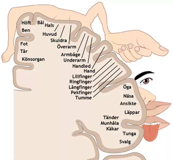 Kroppsdelar i anslutning till hjärnbarken. Illustration.