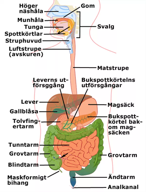 Människans mag-tarmkanal. Illustration.