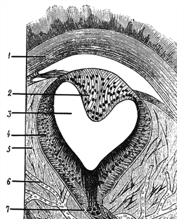 Schematisk bild av ett hjässöga. Illustration.