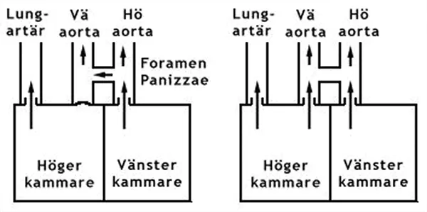 Schematiskt blodflöde i ett krokodilhjärta. Illustration.