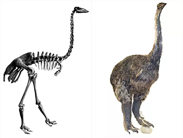 Ett skelett av en strutsliknande fågel. En rekonstruktion av hur fågeln kunde sett ut. Illustration.