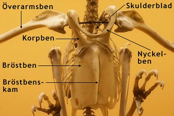 Ett fågelskelett sett snett under- och framifrån. Foto.