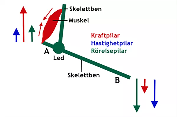 Schematisk bild av hur skelettben kan fungera som en hävstång. Illustration.