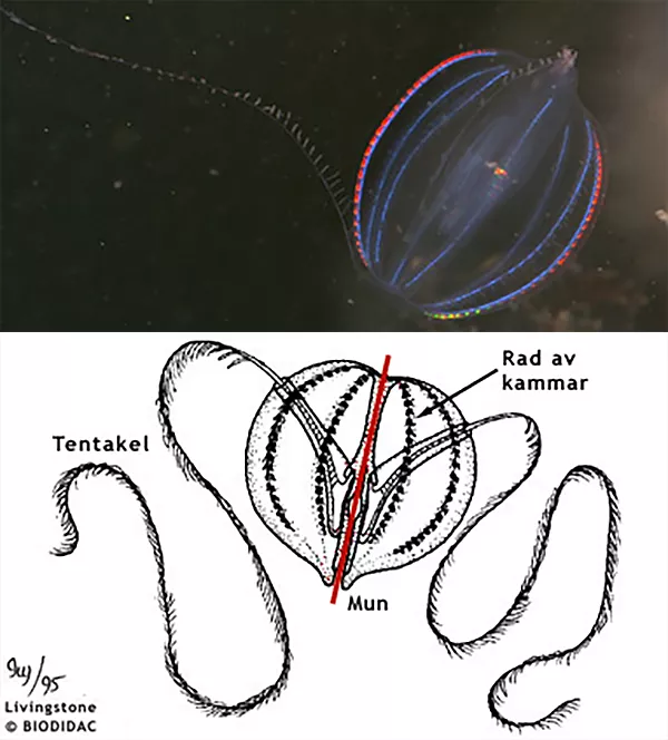 Ett avlång blåsliknande djur med tentakler. Foto. En illustration av samma djur.