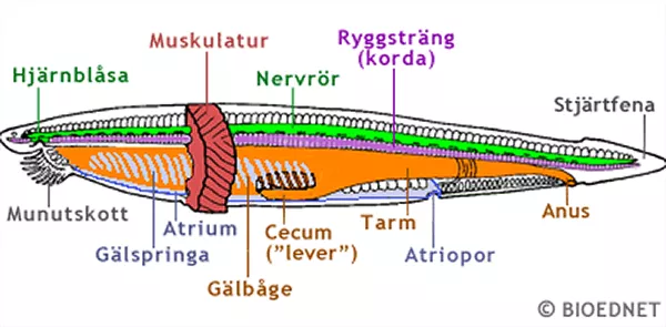 Schematisk bild av lansettfisk. Illustration.