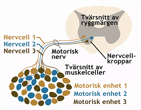 Nervceller i en nerv som går till ett tvärsnitt av ryggmärgen. Illustration.