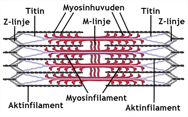 Olika filament, vissa har små hakar. Illustration.