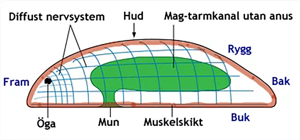 En schematisk bild på ett maskliknande djur. Illustration