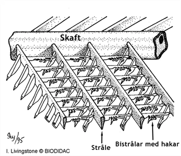 Närbild på fjäder där rader med små strålar med hakar syns. Illustration.