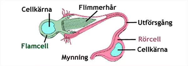 Olika celler. Illustration