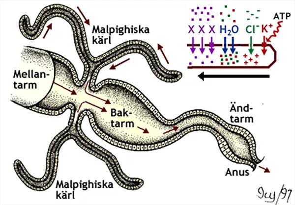 Illustration av malpighiska kärl.