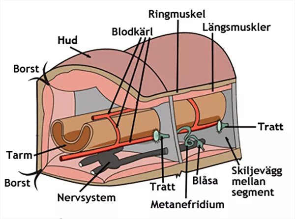 Illustration av det inre av en daggmask.