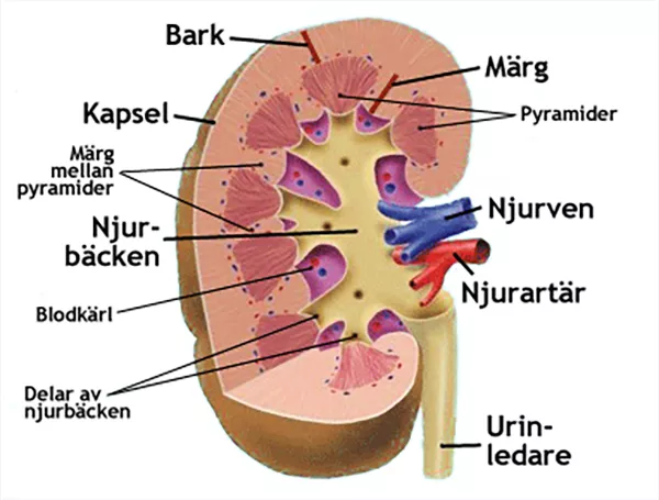 Tvärsnitt genom njure. Illustration.