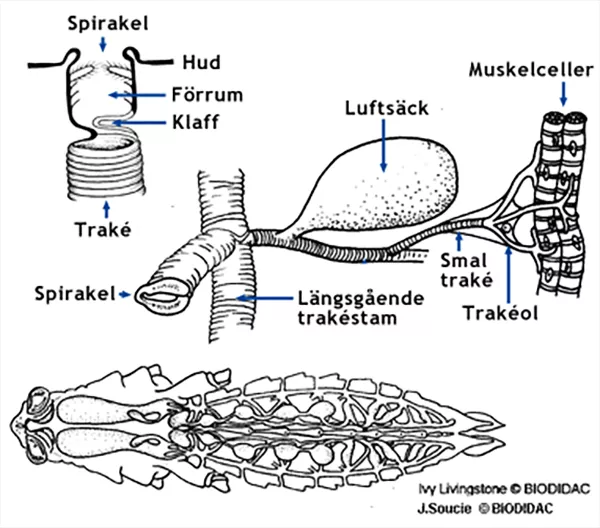 Schematisk bild över insekters trakésystem. Illustration.