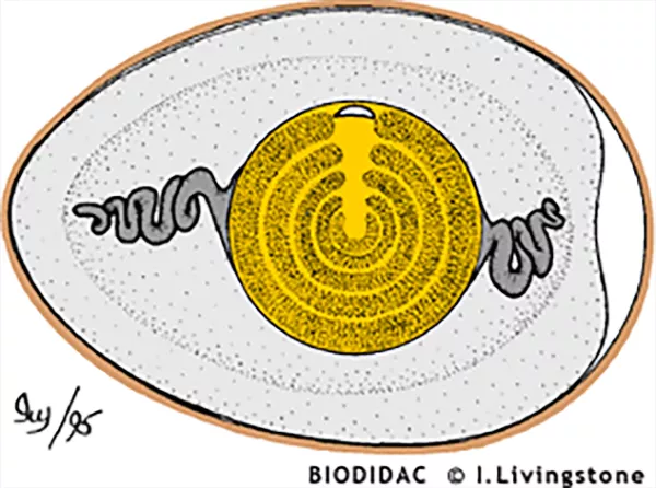 Genomskärning av ett hönsägg. Illustration.