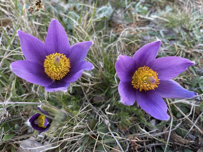 Stora lila blommor som växter på marken. Foto.