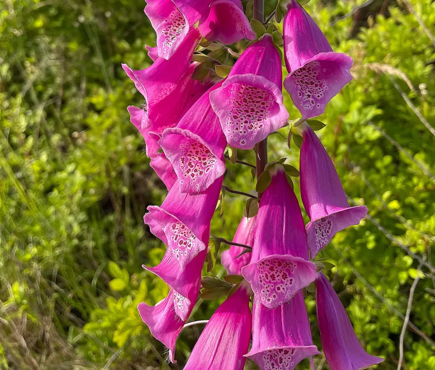 En blomstängel med många blommor. Foto.