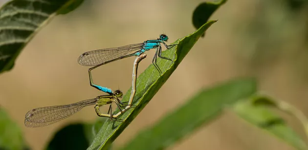 Två insekter sitter ihop med sina bakkroppar. Foto.