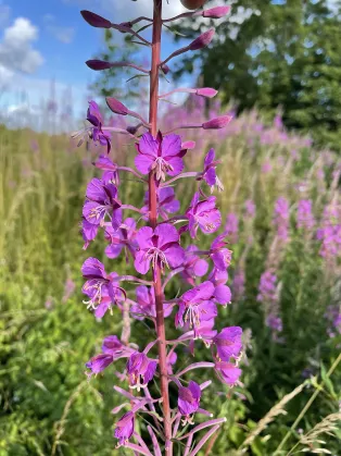 En blomstängel med många lila blommor ovanför varandra. Foto.